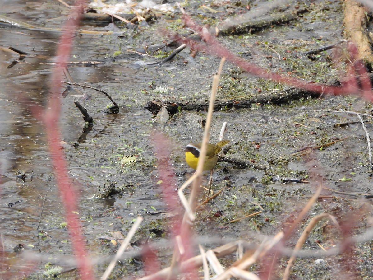 Common Yellowthroat - ML623626083