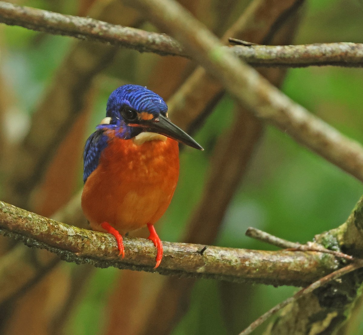 Blue-eared Kingfisher - Dave Bakewell