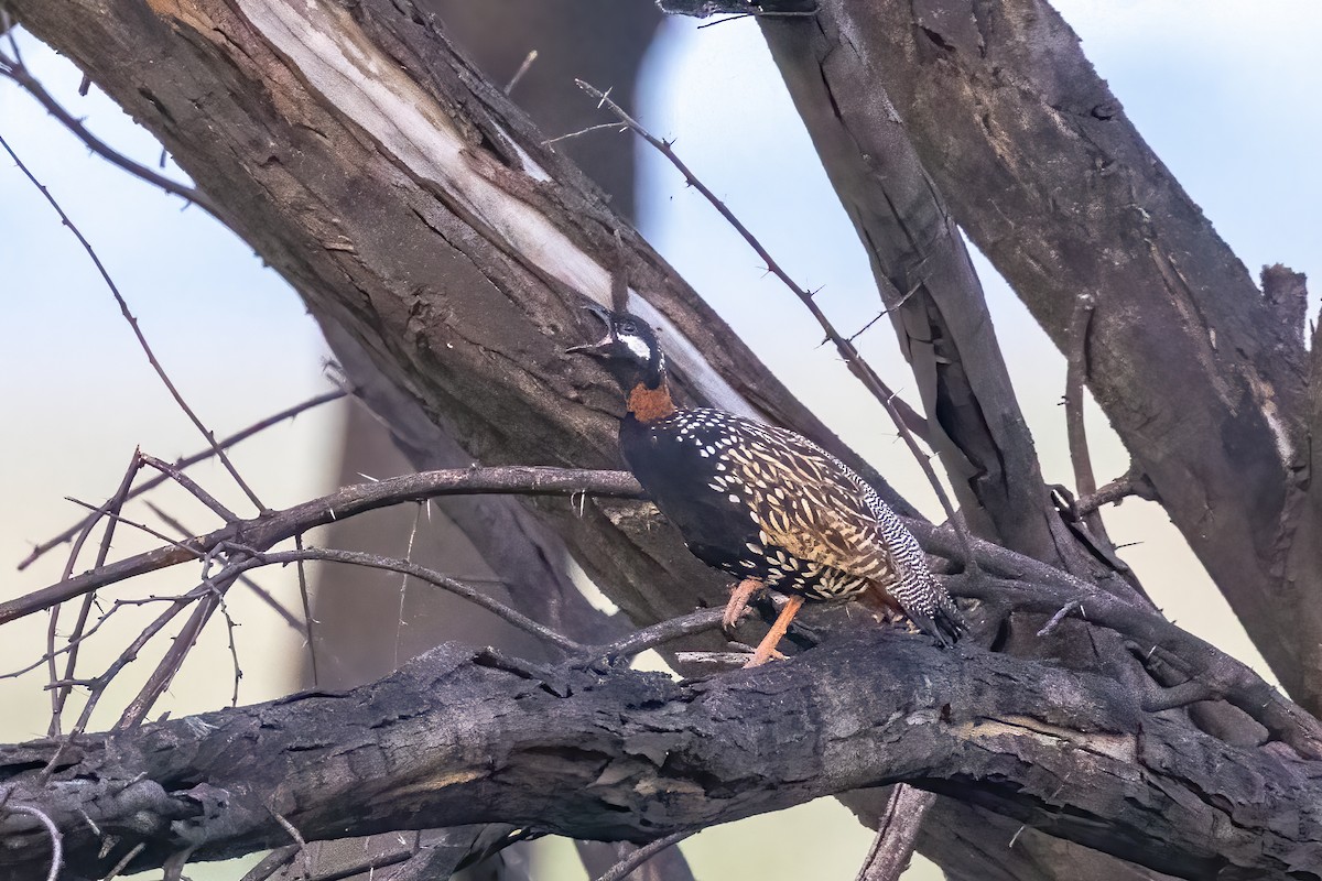 Black Francolin - ML623626110