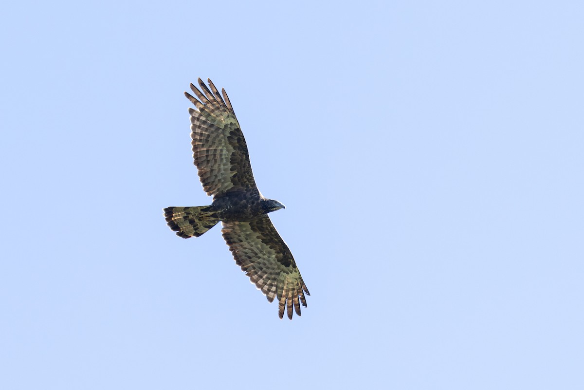 Oriental Honey-buzzard (Northern) - ML623626116