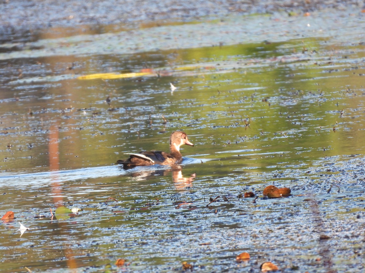 Wood Duck - ML623626143