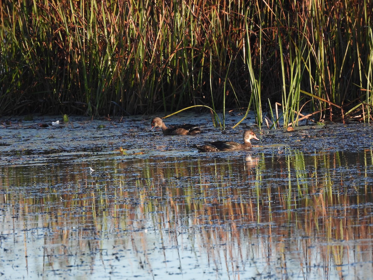 Wood Duck - ML623626144