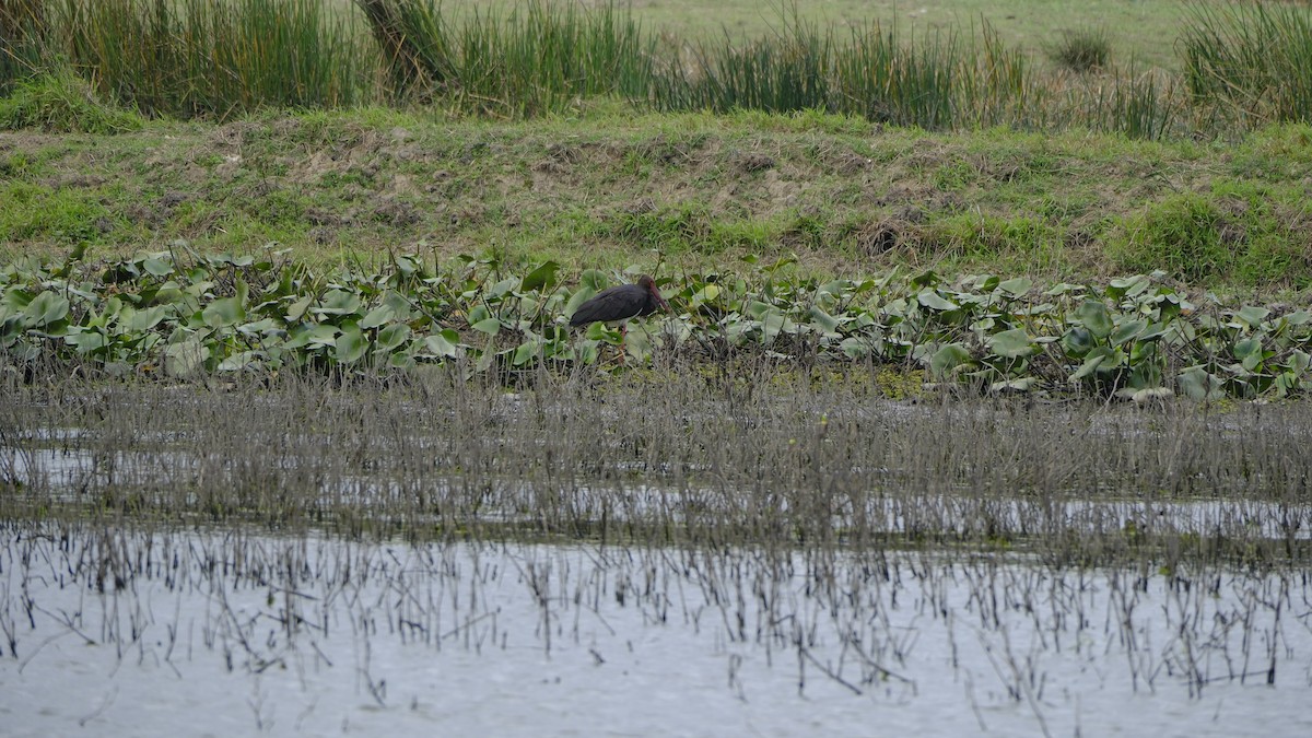 Black Stork - ML623626145