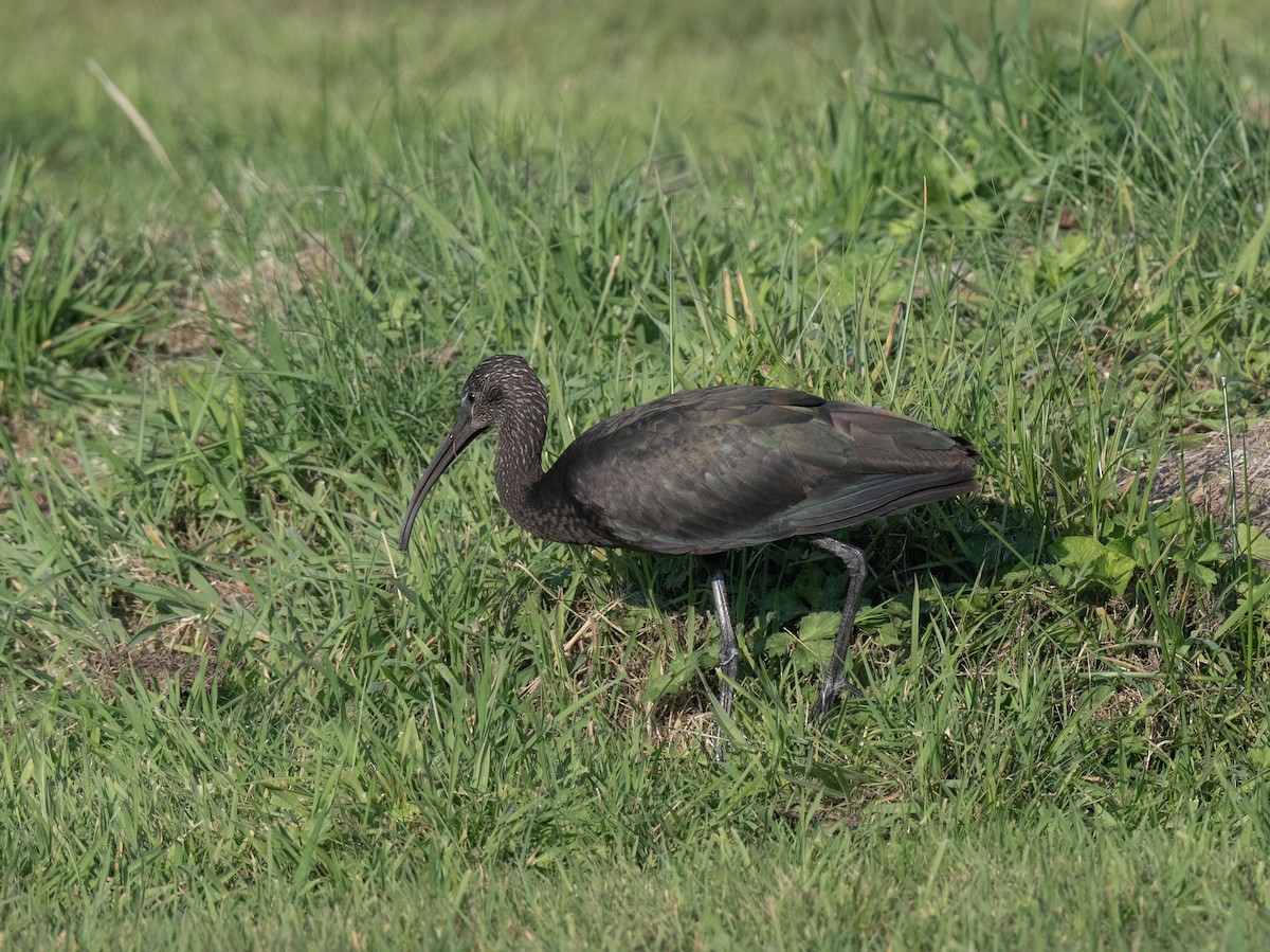 Morito Común - ML623626154