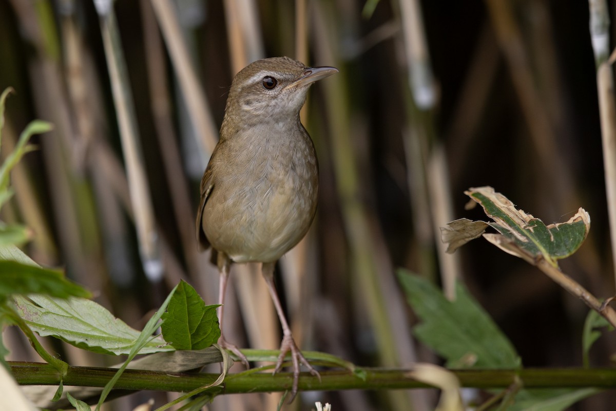 Sakhalin Grasshopper Warbler - ML623626157