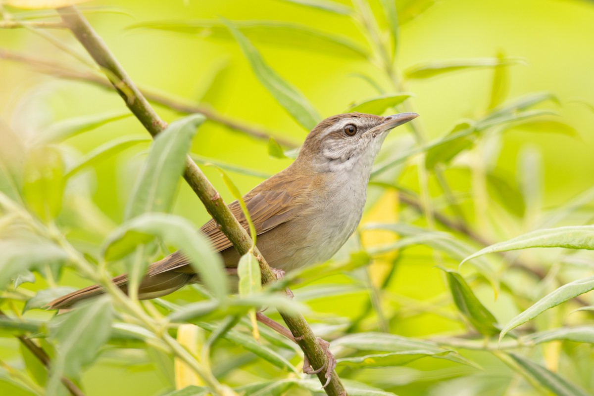 Sakhalin Grasshopper Warbler - ML623626169