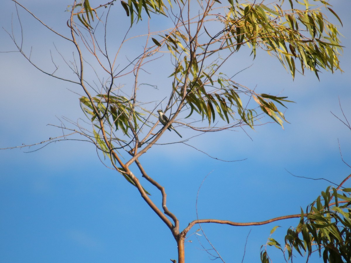 Ashy Minivet - ML623626178