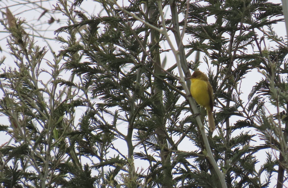 African Yellow-Warbler - ML623626212