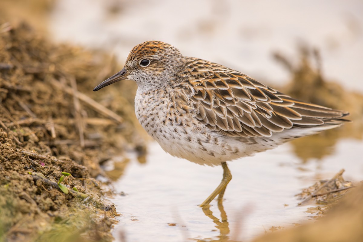 Sharp-tailed Sandpiper - ML623626214