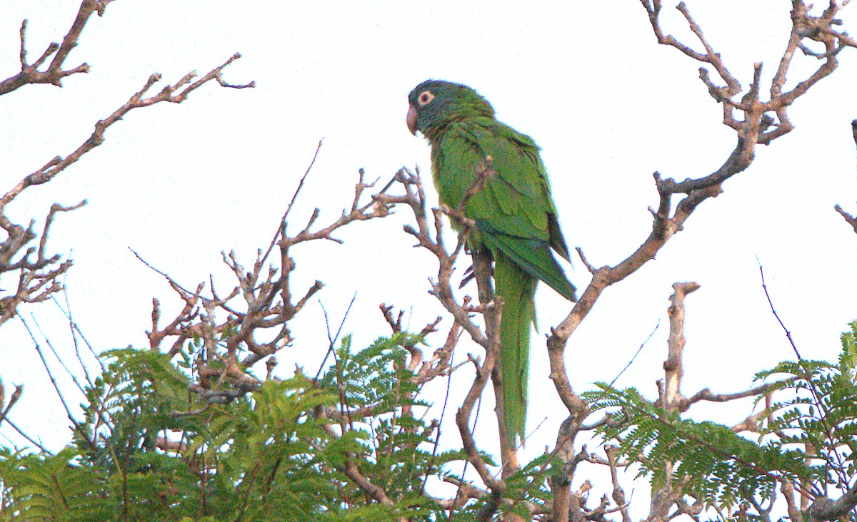 Blue-crowned Parakeet - ML623626215