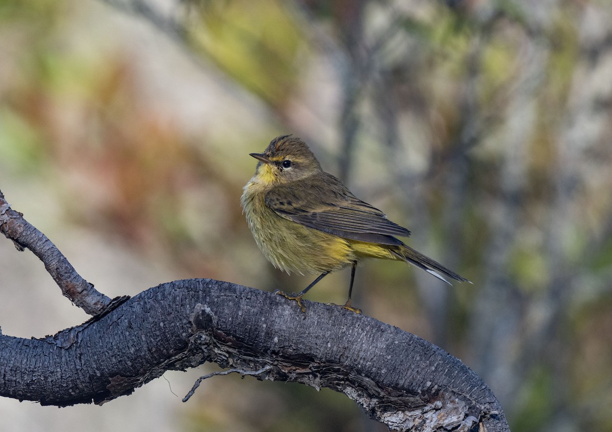 Palm Warbler - ML623626217