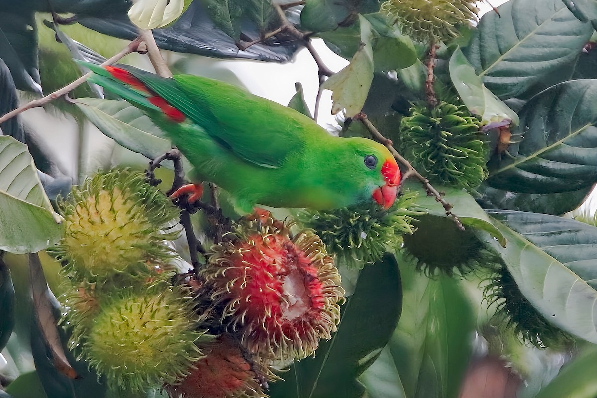 Philippine Hanging-Parrot - ML623626235