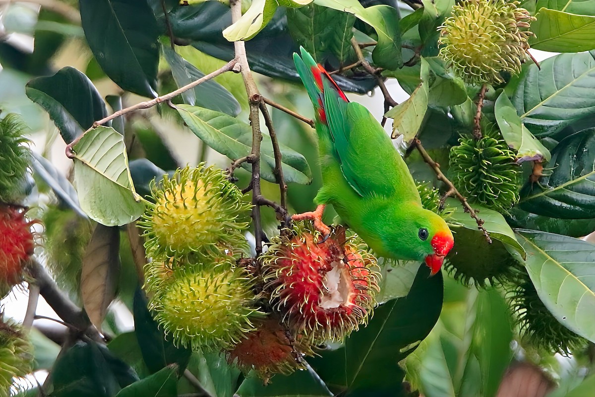 Philippine Hanging-Parrot - ML623626236