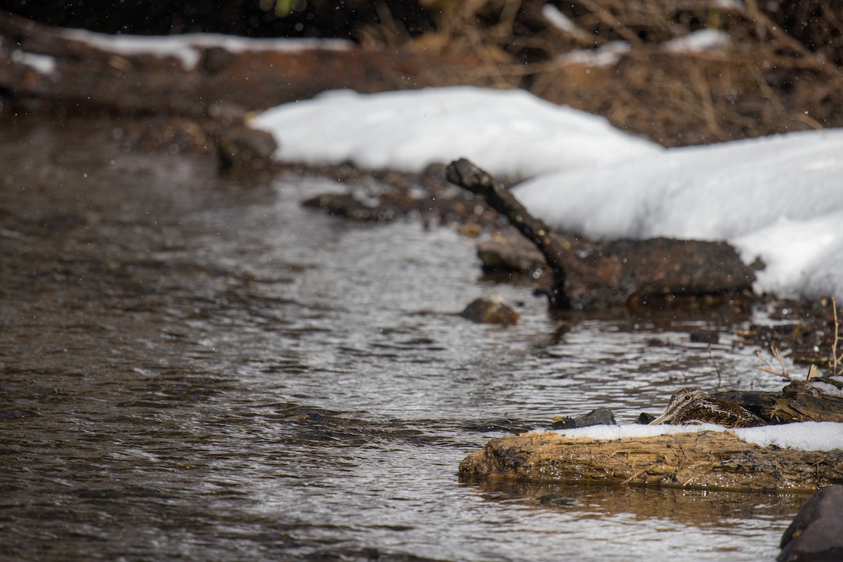 Solitary Snipe - ML623626245