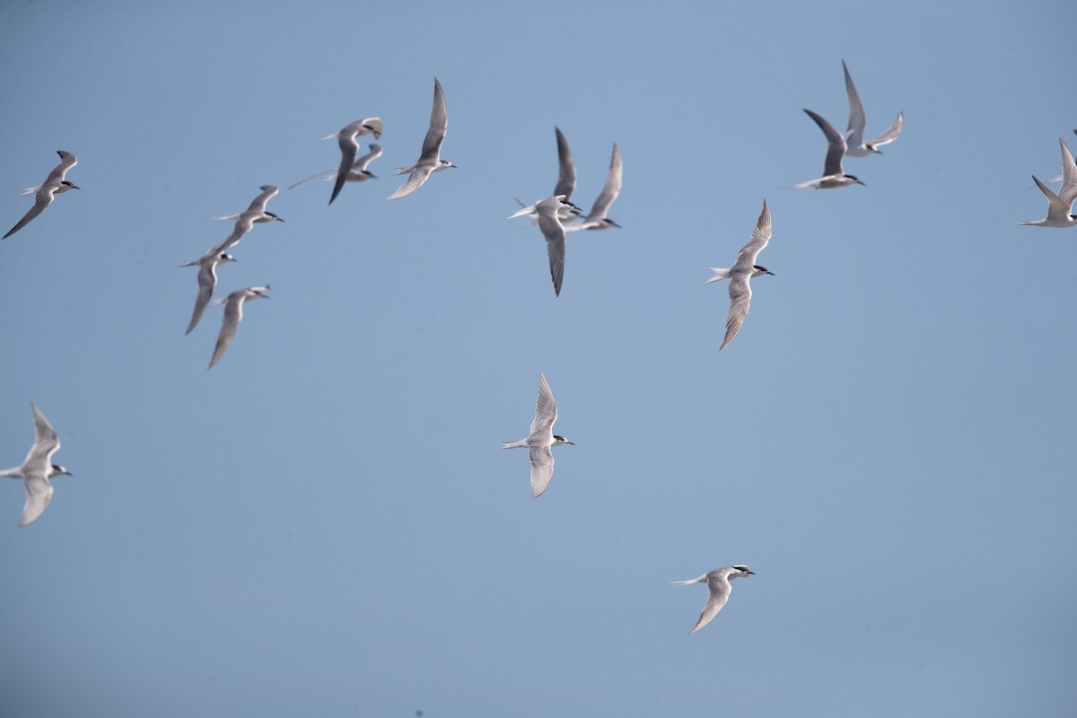 Common Tern (longipennis) - ML623626302