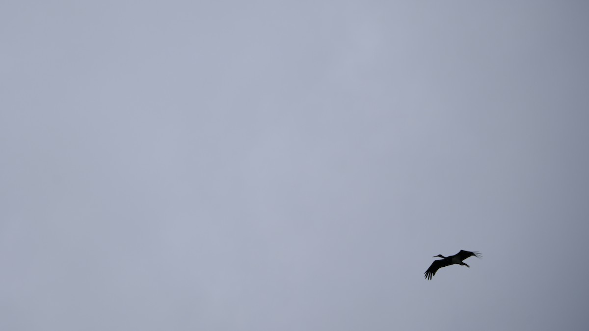 Black Stork - ML623626306