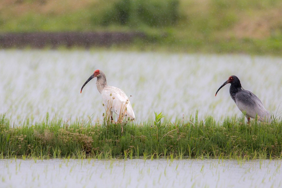 ibis čínský - ML623626314