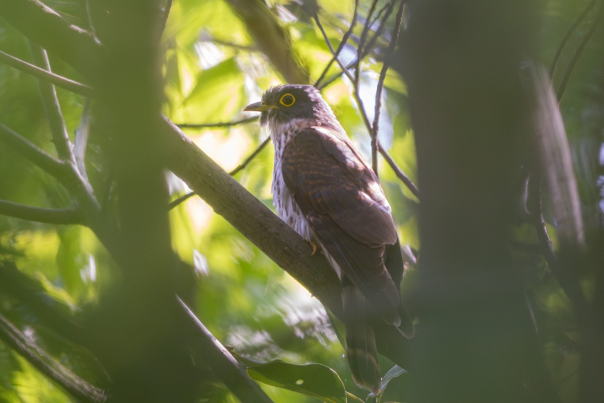 Northern Hawk-Cuckoo - ML623626339