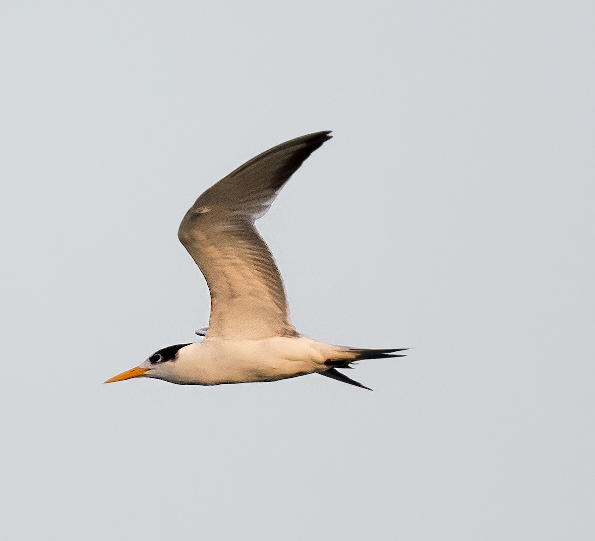 Lesser Crested Tern - chandana roy