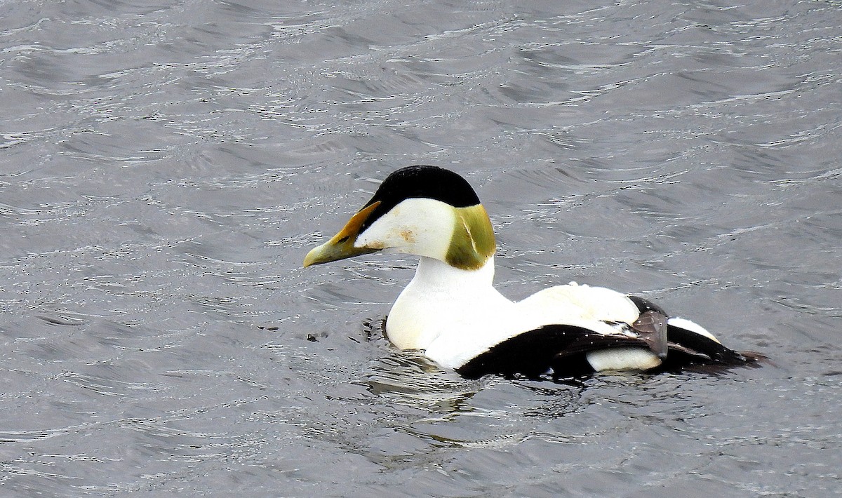 Common Eider - Andrew Stainthorpe