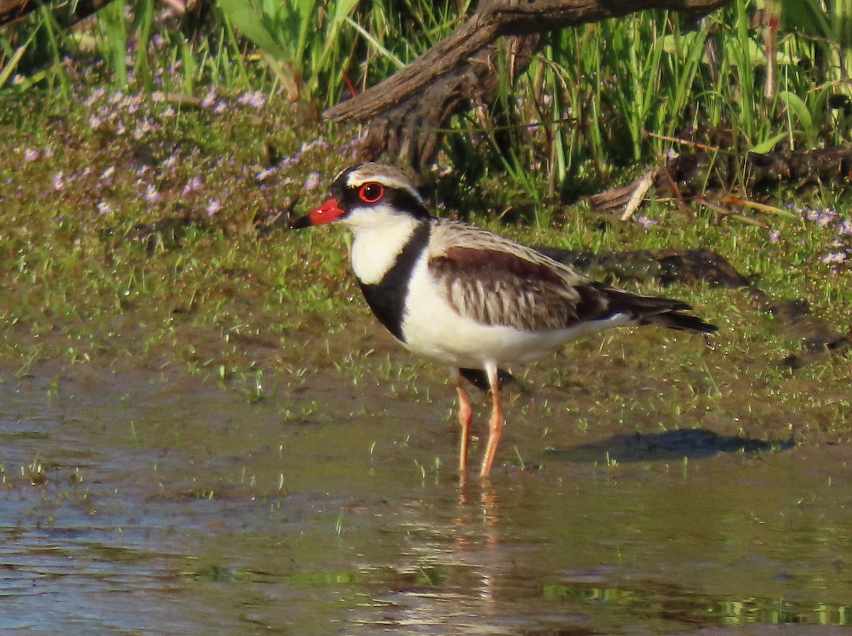 Black-fronted Dotterel - ML623626433