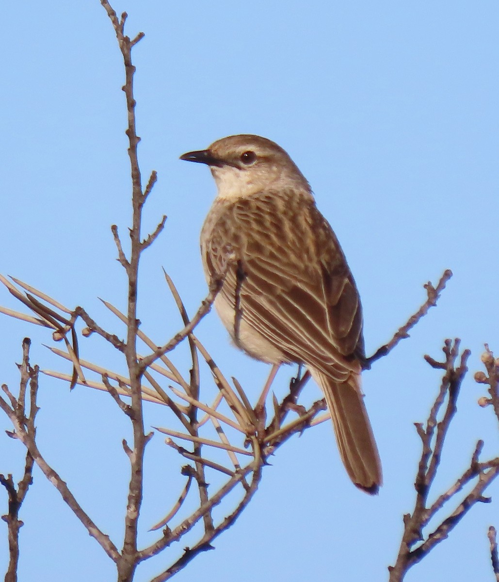 Rufous Songlark - ML623626438