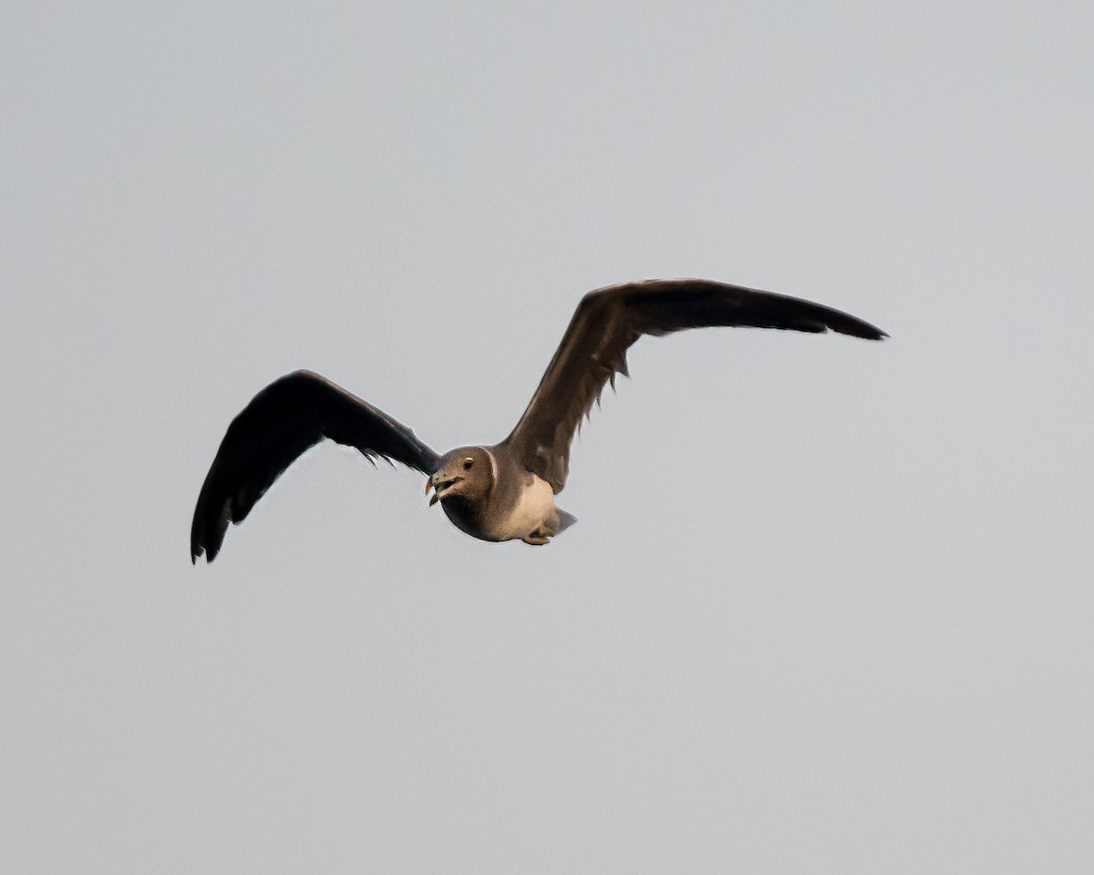 Gaviota Cejiblanca - ML623626443