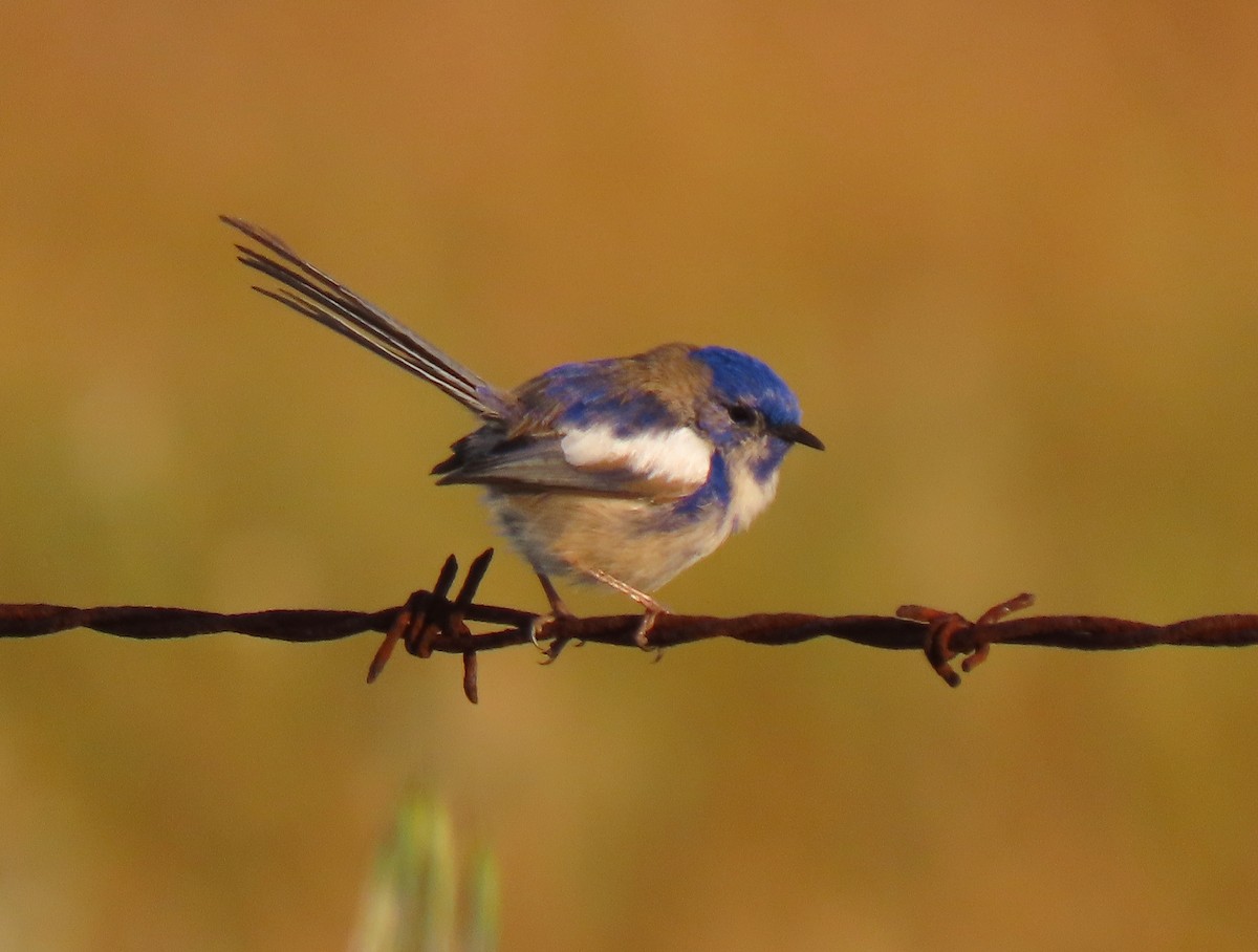 White-winged Fairywren - ML623626456