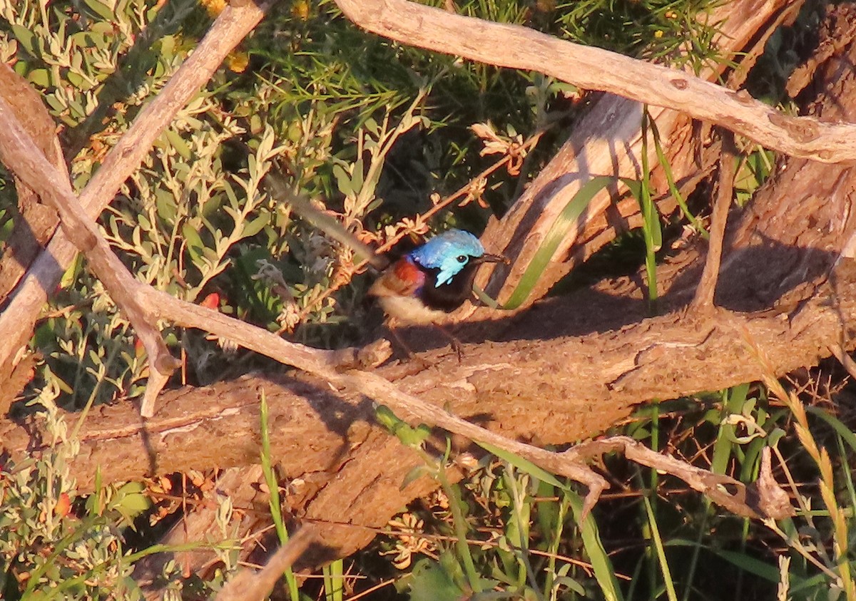 Purple-backed Fairywren (Purple-backed) - ML623626457