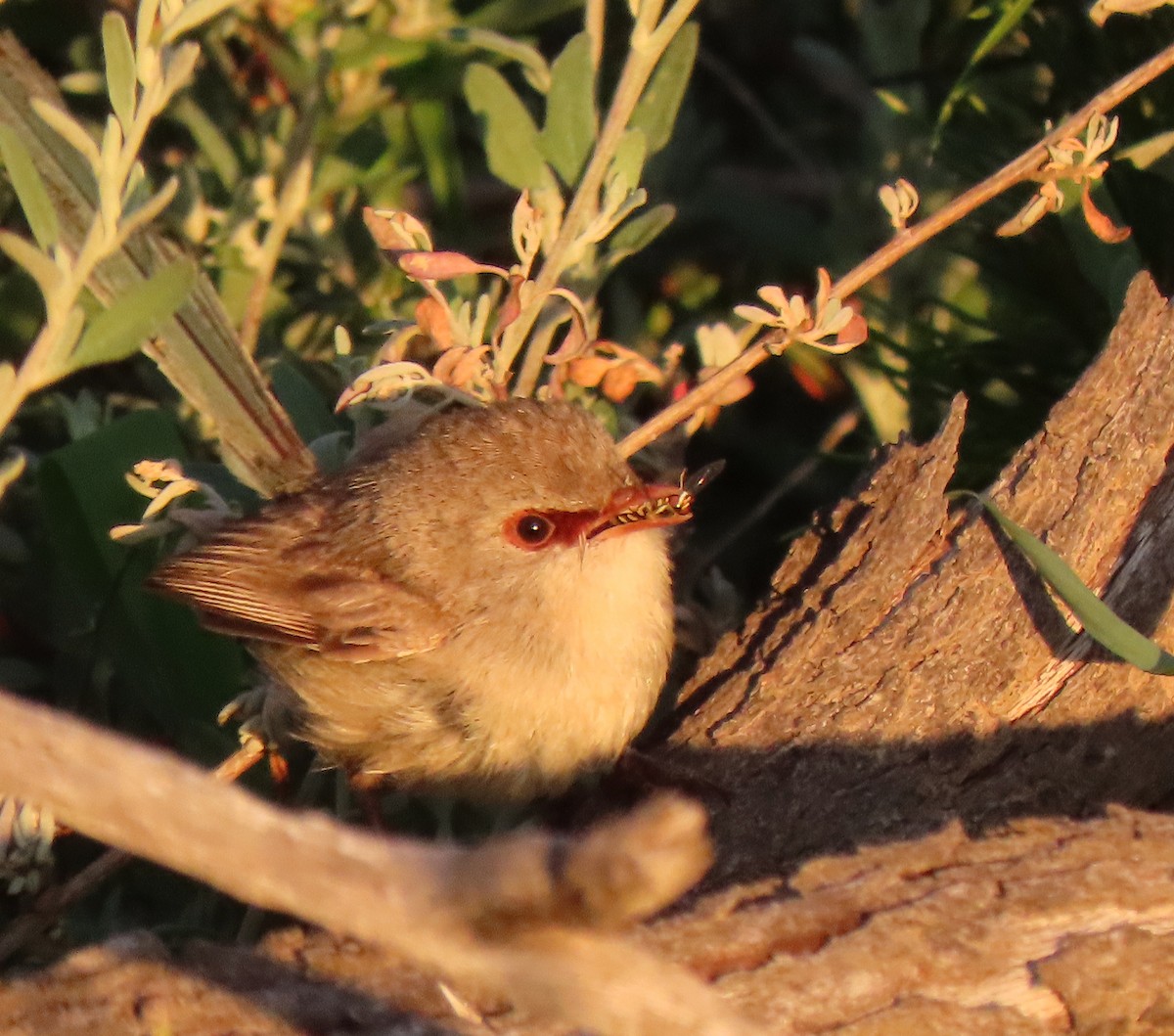 Purple-backed Fairywren (Purple-backed) - ML623626458