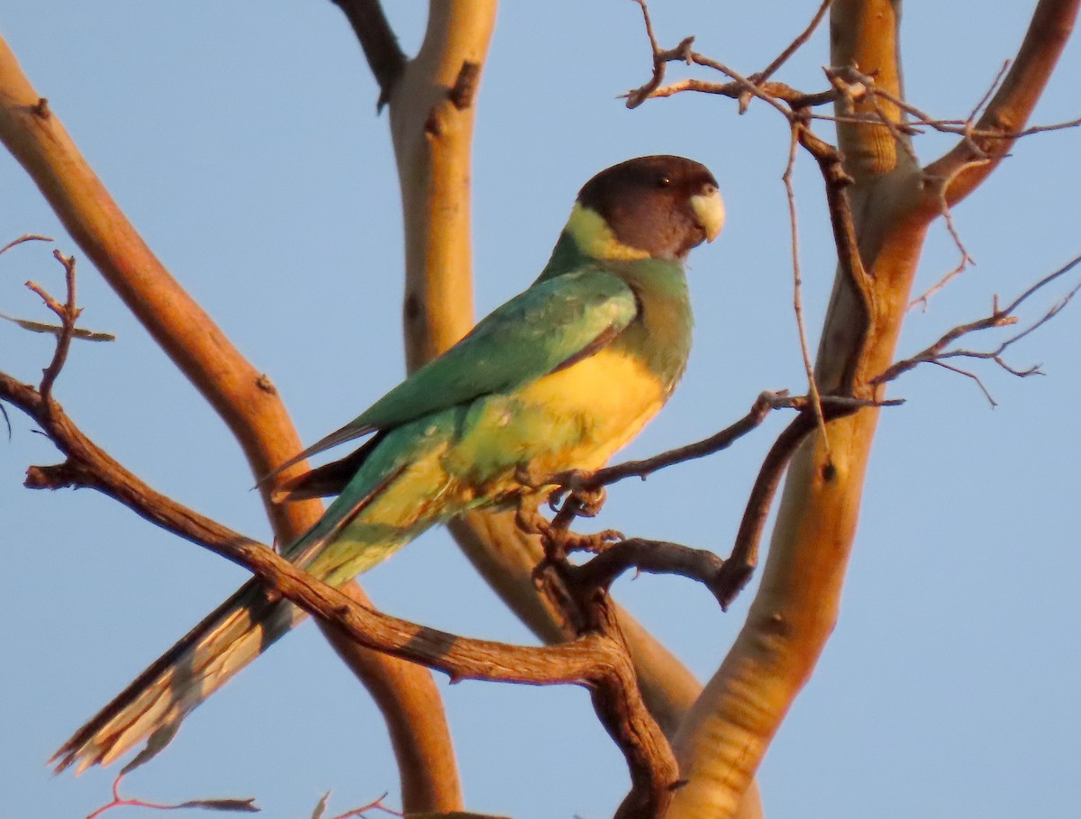 Australian Ringneck (Port Lincoln) - ML623626465