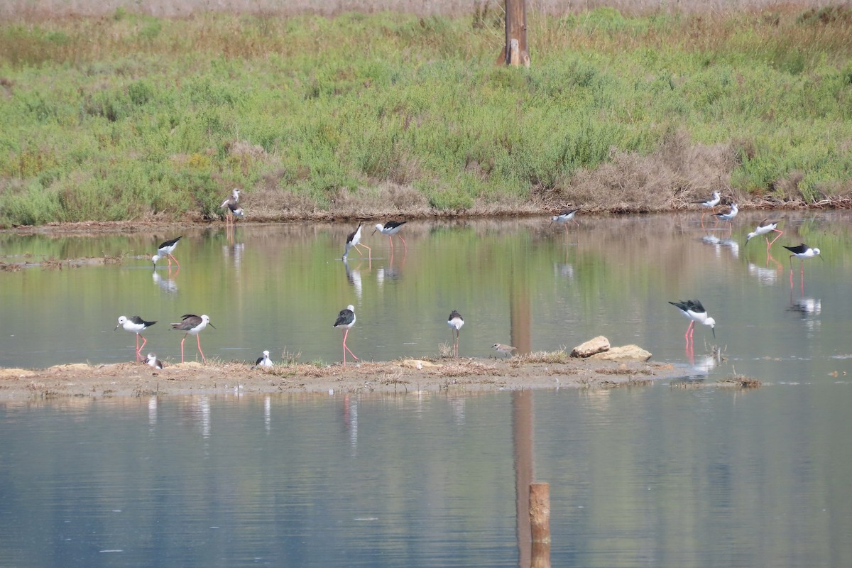 Black-winged Stilt - Carlos Monzon