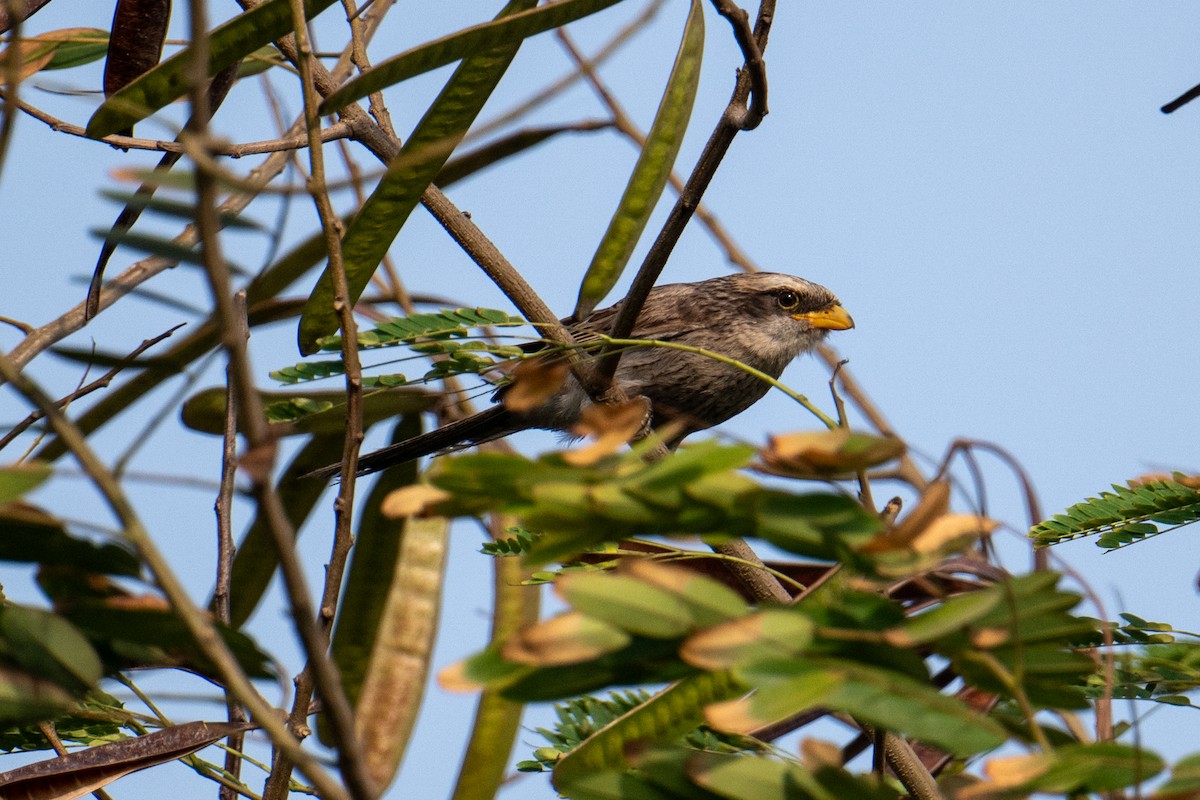 Yellow-billed Shrike - ML623626470