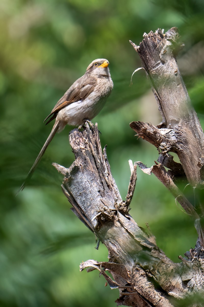 Yellow-billed Shrike - ML623626471