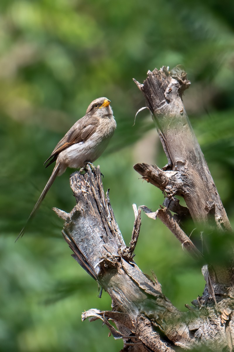 Yellow-billed Shrike - ML623626472