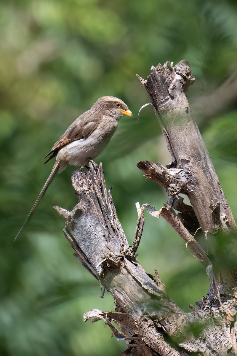 Yellow-billed Shrike - ML623626473