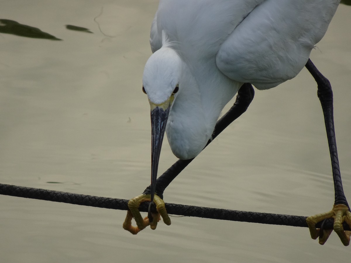 Little Egret - Pierre Alquier