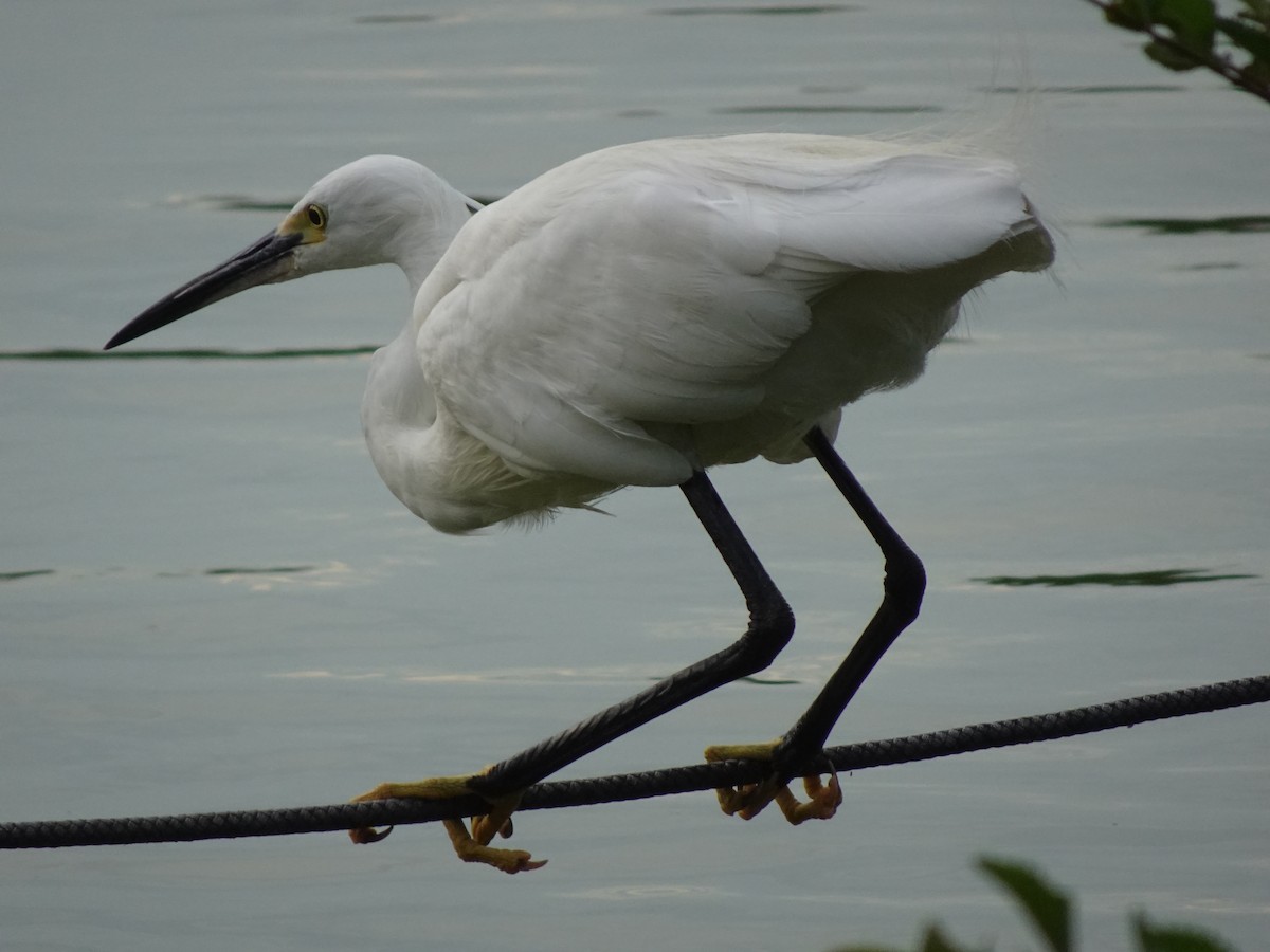 Little Egret - ML623626481