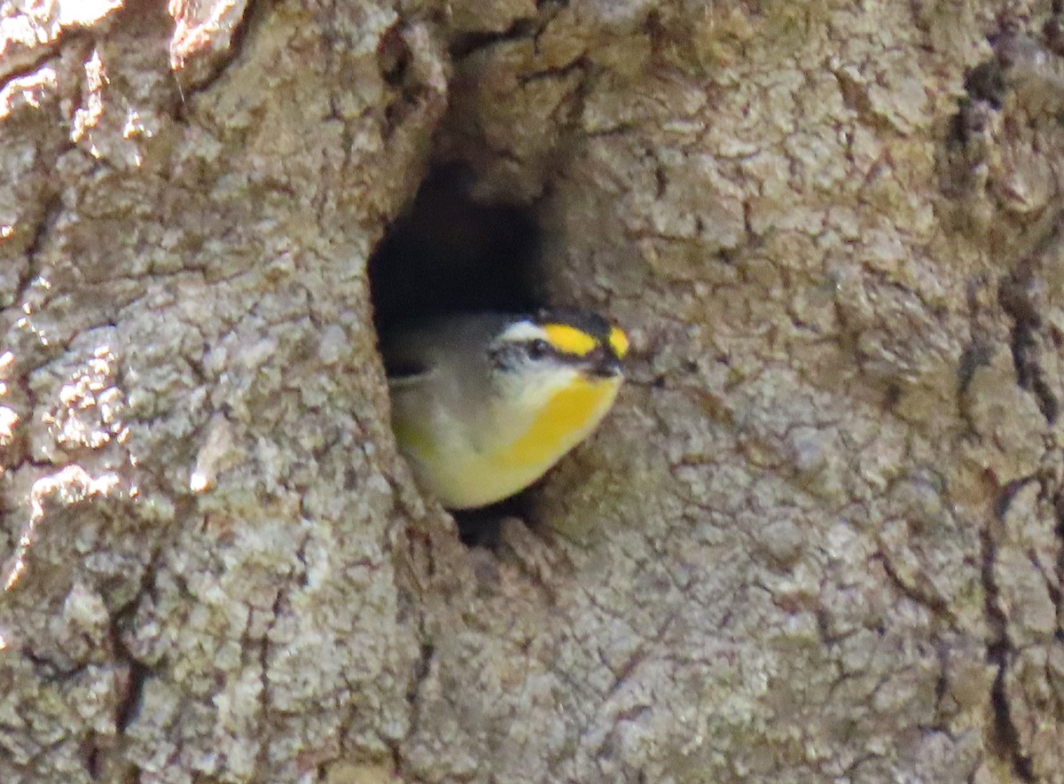 Striated Pardalote (Striated) - ML623626486