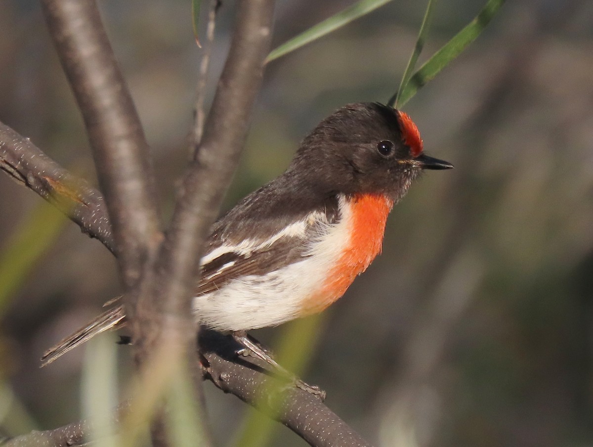 Red-capped Robin - ML623626506