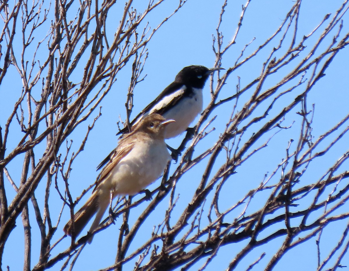 Pied Honeyeater - ML623626511