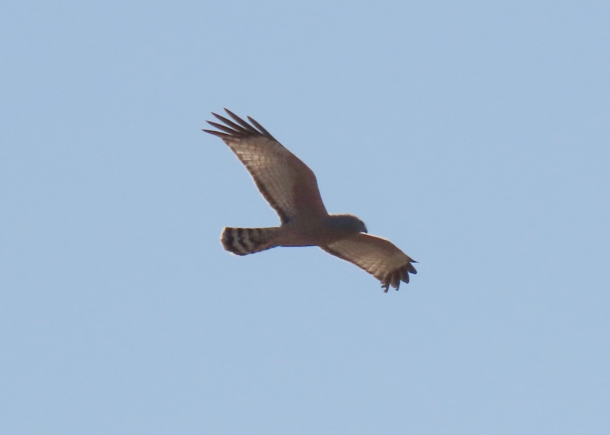 Spotted Harrier - ML623626529