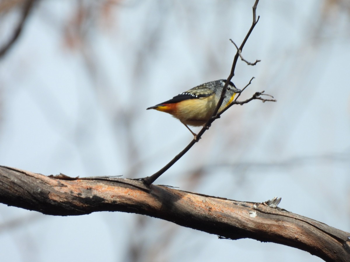 Fleckenpanthervogel - ML623626534