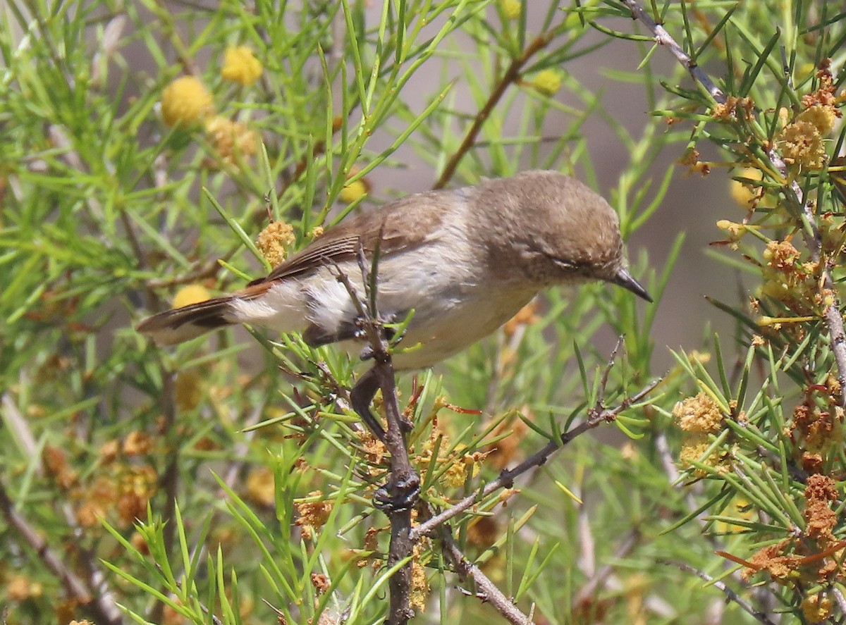 Chestnut-rumped Thornbill - ML623626537