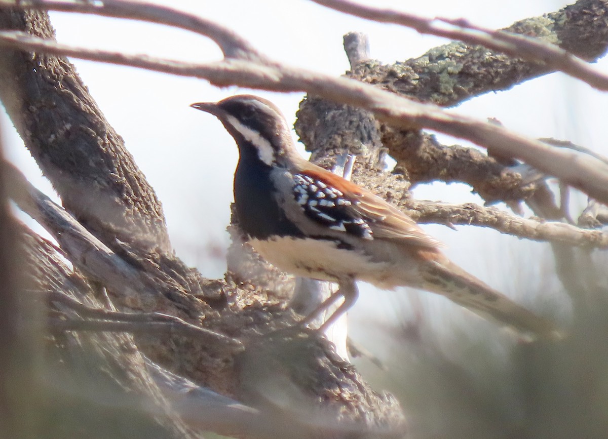 Copperback Quail-thrush - ML623626542