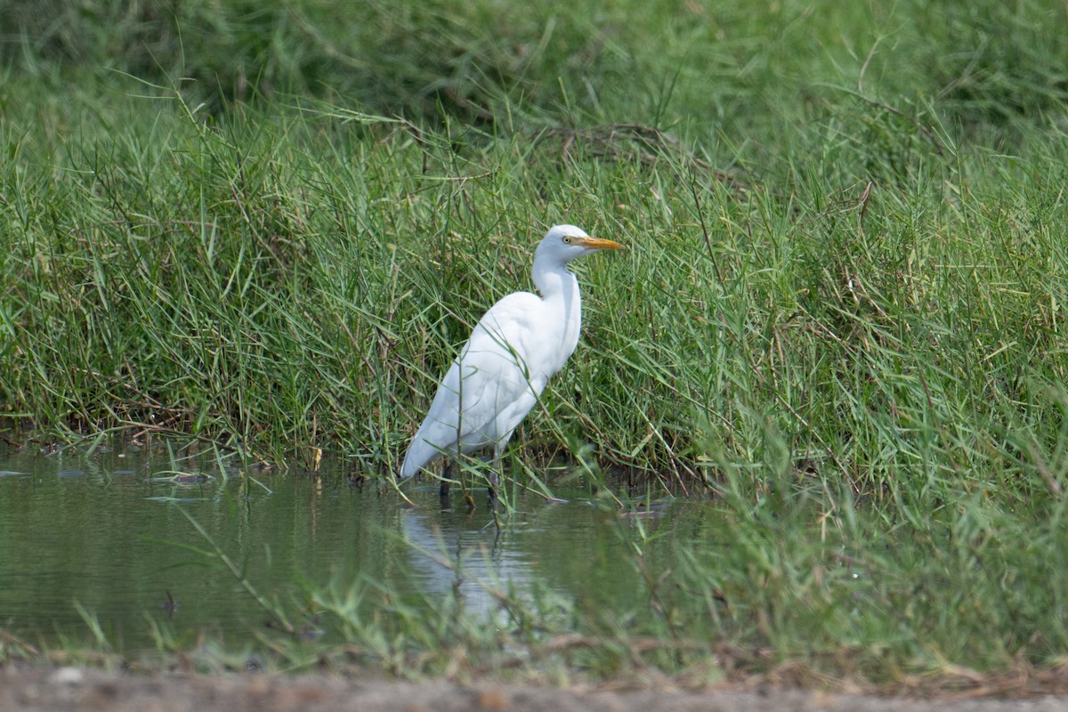 Yellow-billed Egret - ML623626553