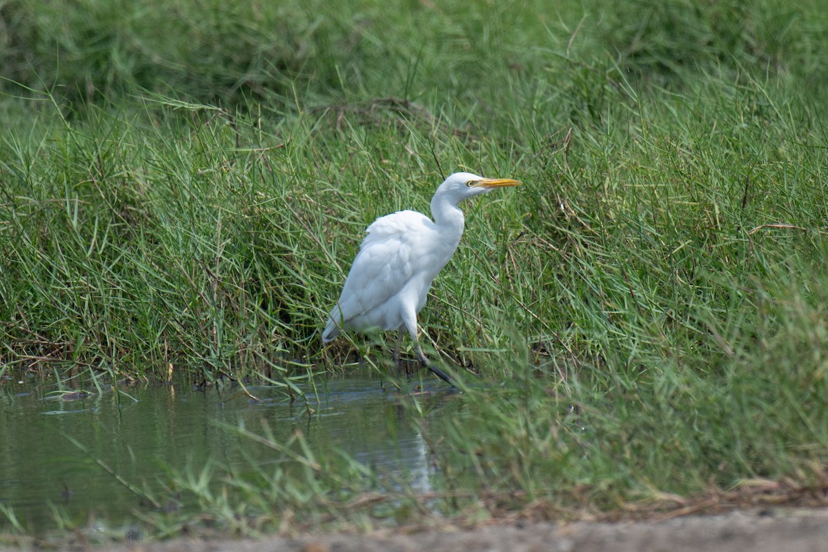 Yellow-billed Egret - ML623626560