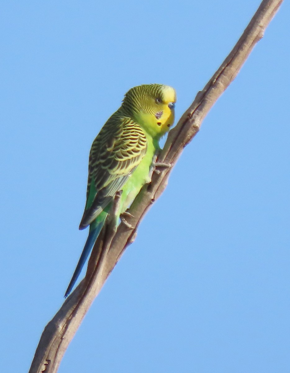 Budgerigar - ML623626581