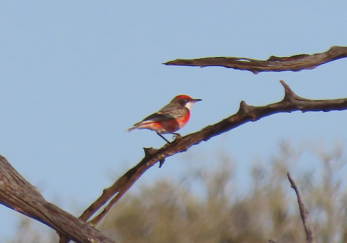 Crimson Chat - ML623626583