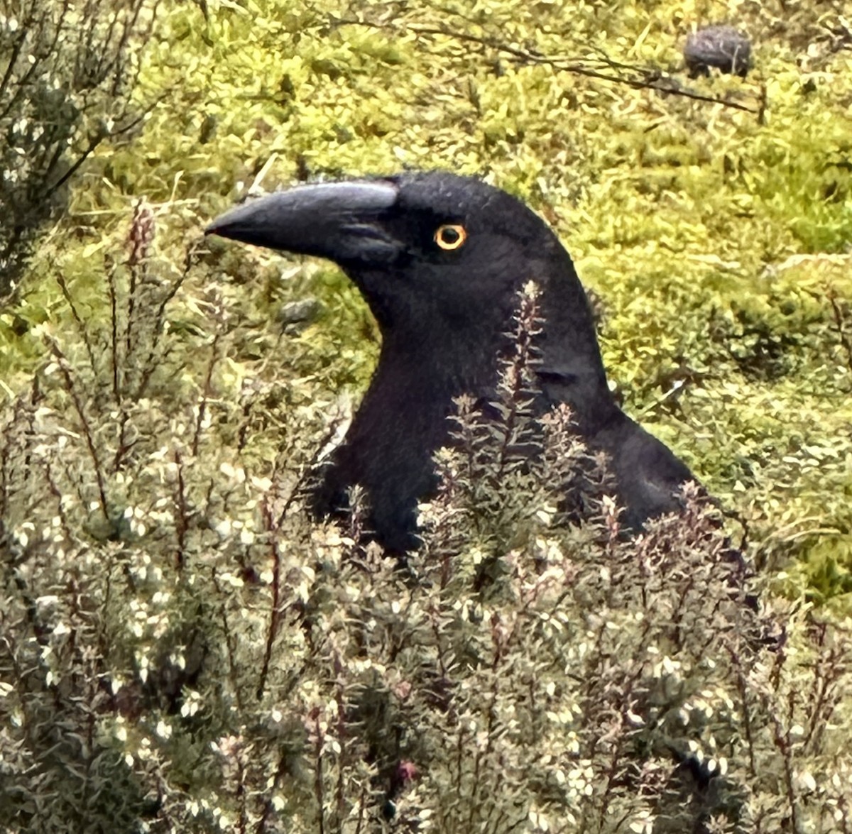 Black Currawong - ML623626588